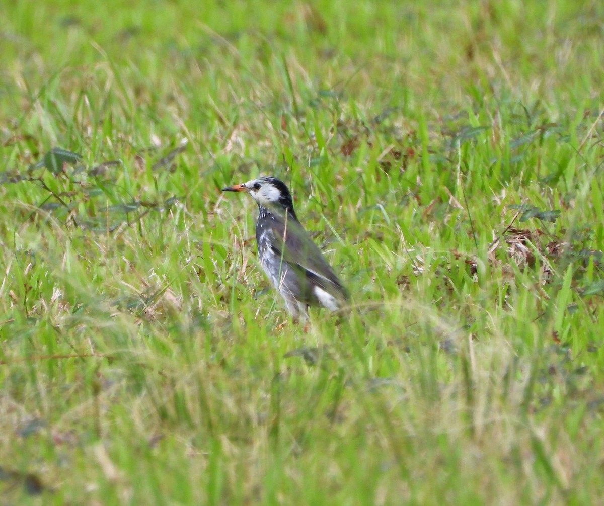 White-cheeked Starling - ML517295551