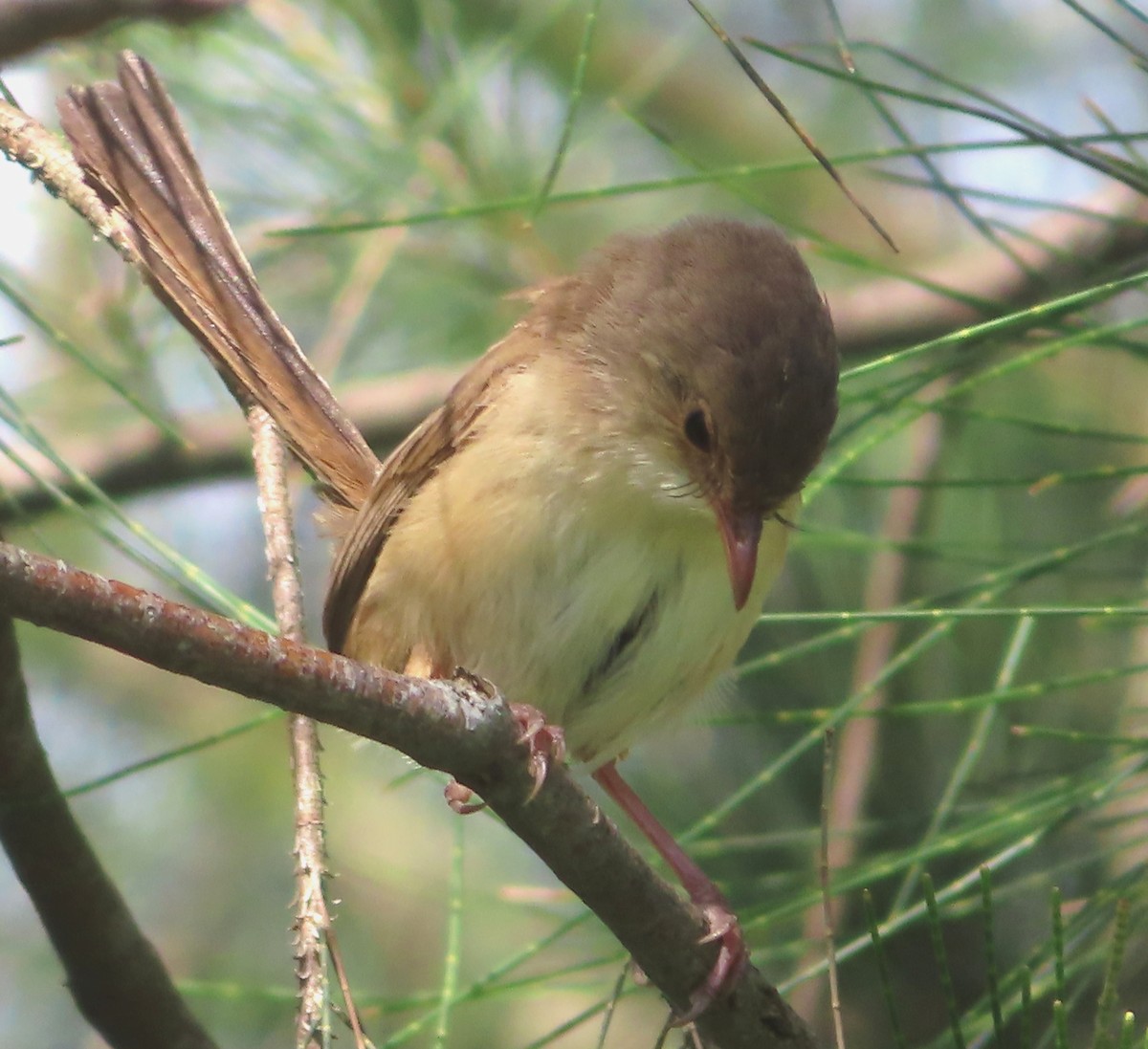 Red-backed Fairywren - ML517296021