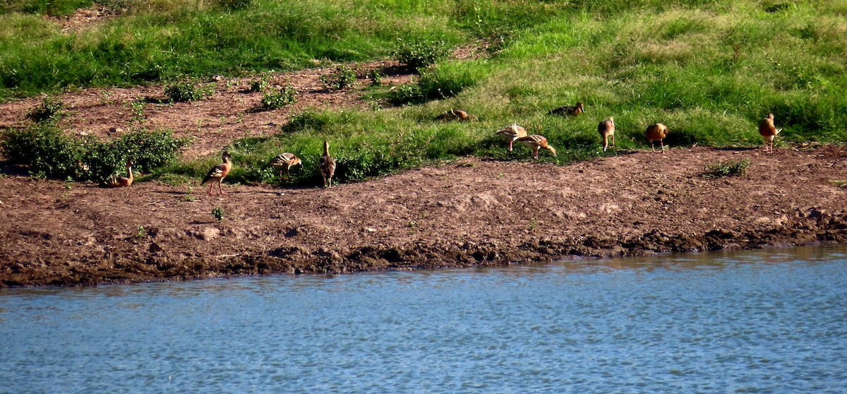 Plumed Whistling-Duck - ML517296761