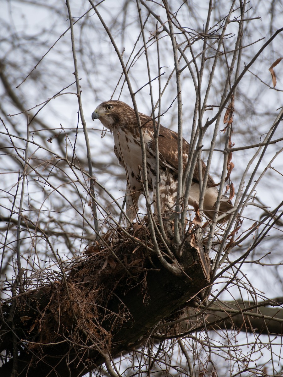 Rotschwanzbussard - ML517297821