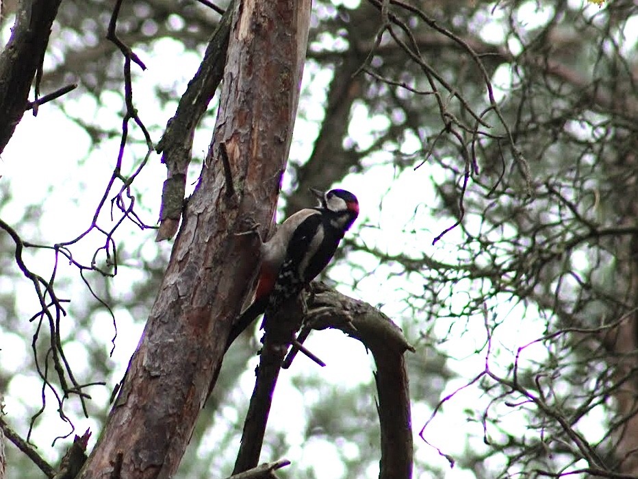 Great Spotted Woodpecker - L LeBlanc