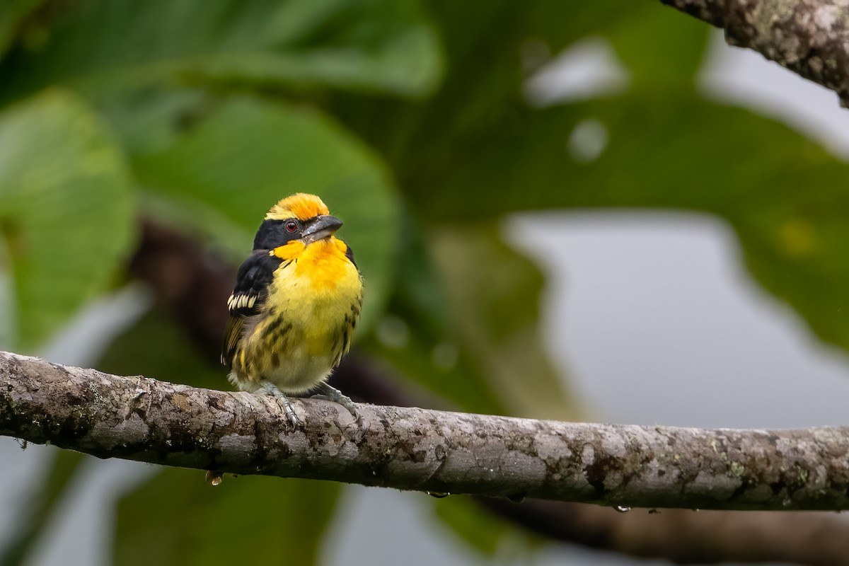 Gilded Barbet - John Missing