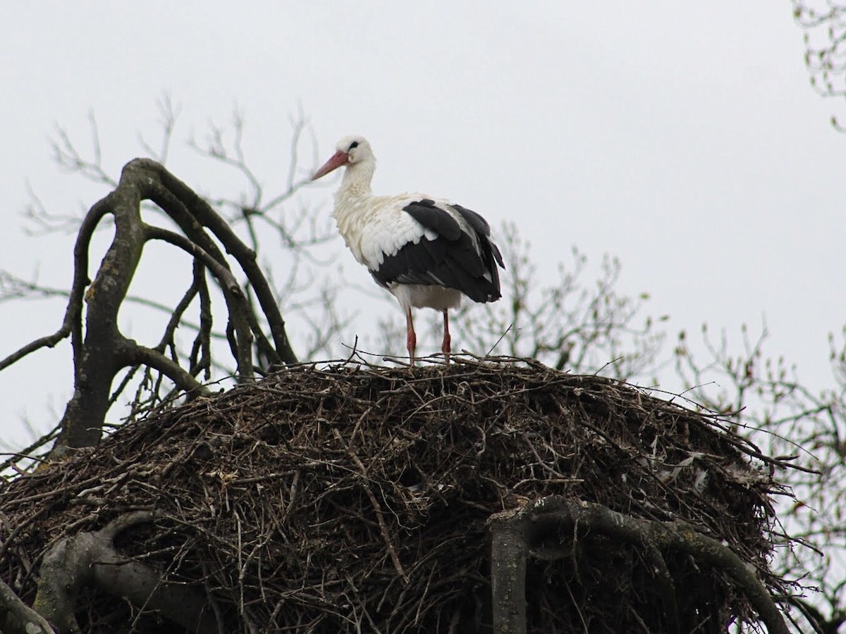 White Stork - ML517300061