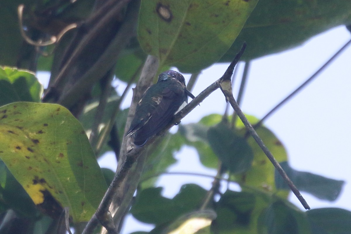 kolibřík bělokrký - ML517301281