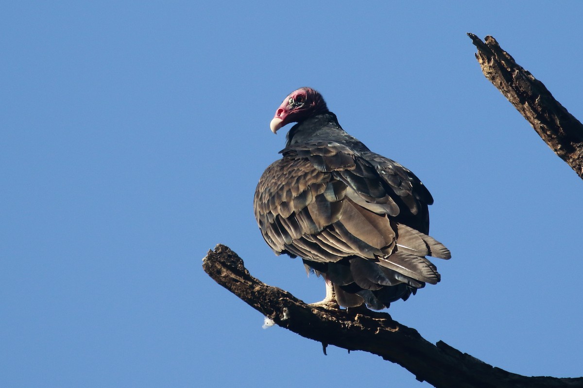 Turkey Vulture - ML517301691