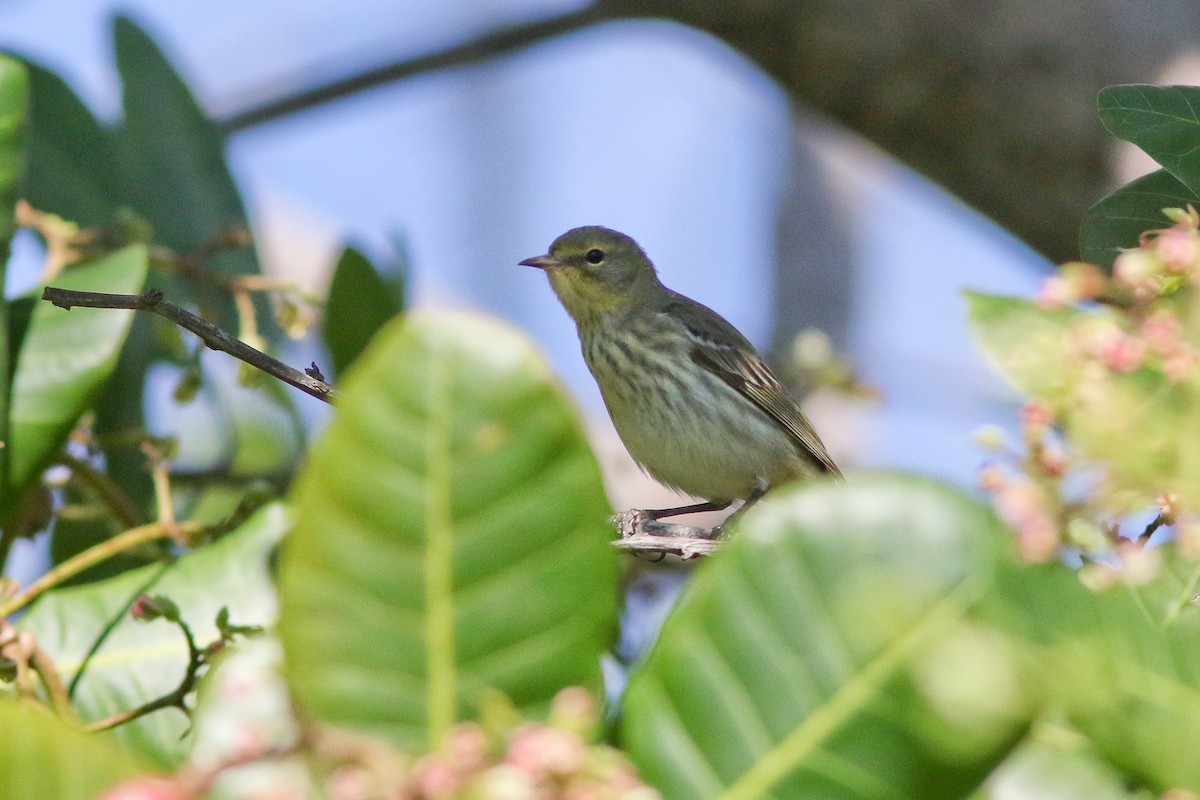 Cape May Warbler - ML51730191