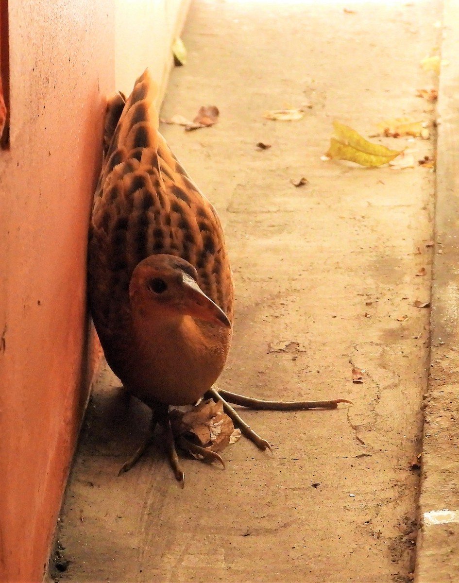 Watercock - ML517302581