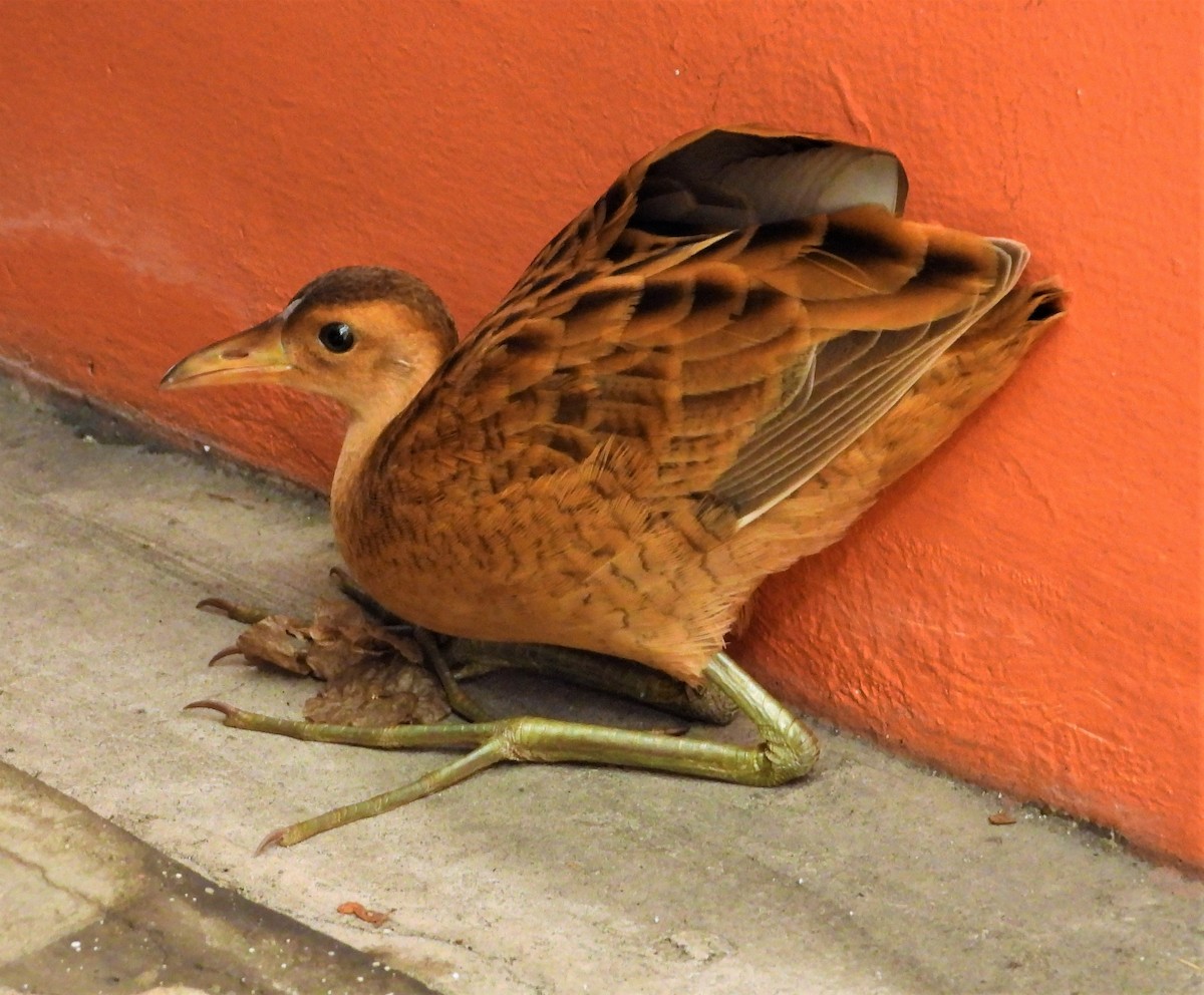 Watercock - ML517302591