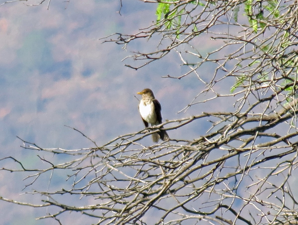 Creamy-bellied Thrush - ML517304111