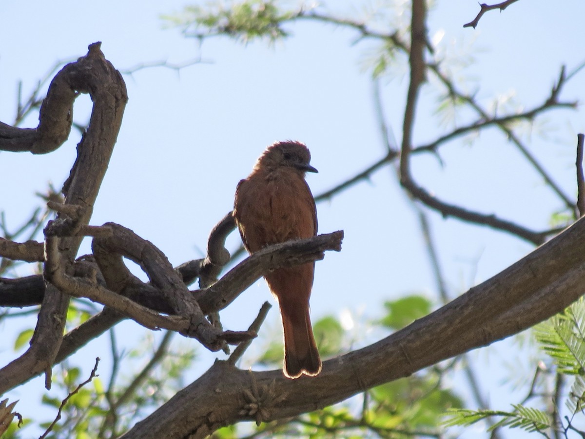 Cliff Flycatcher - ML517304171