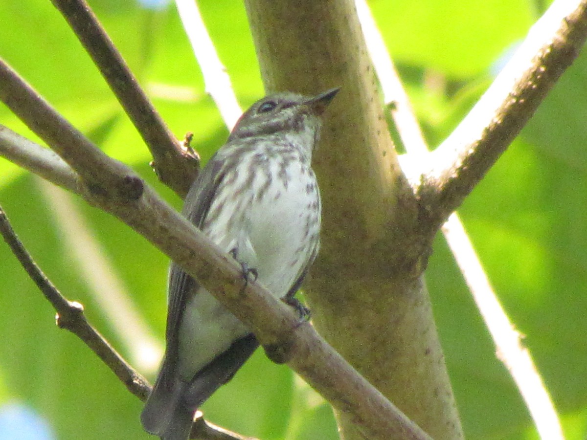 Gray-streaked Flycatcher - ML517304311