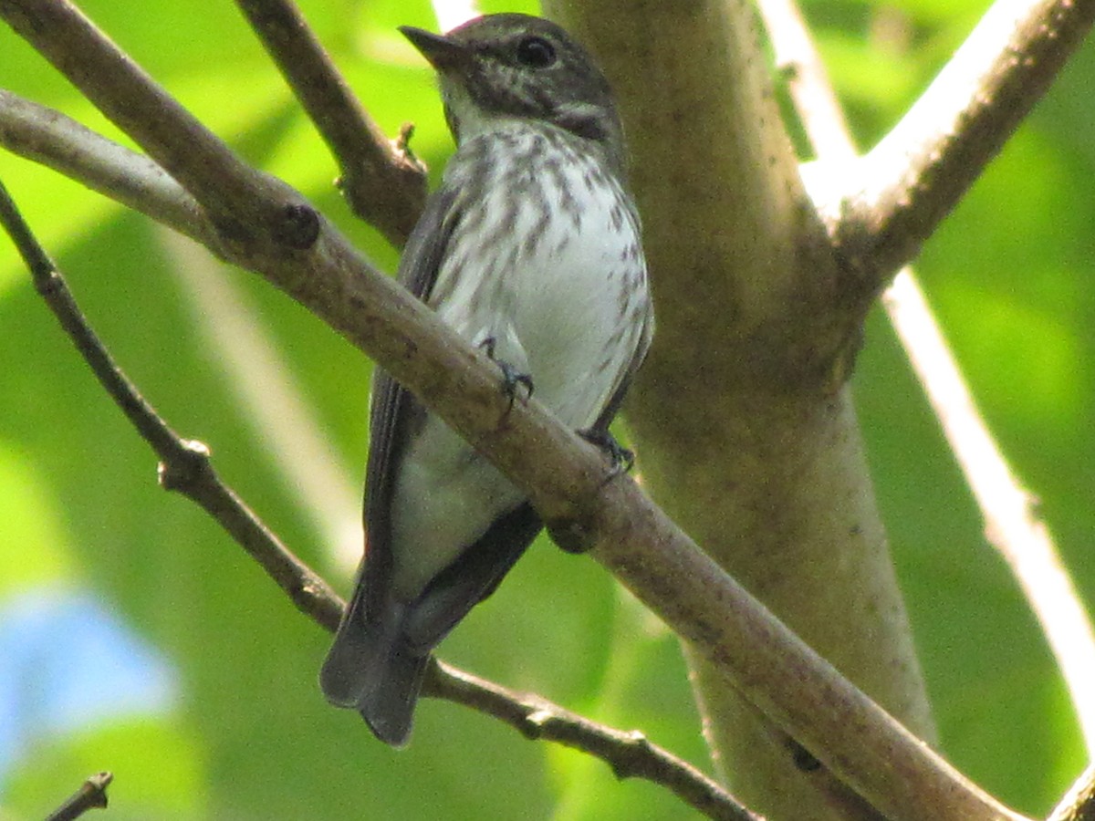 Gray-streaked Flycatcher - ML517304361