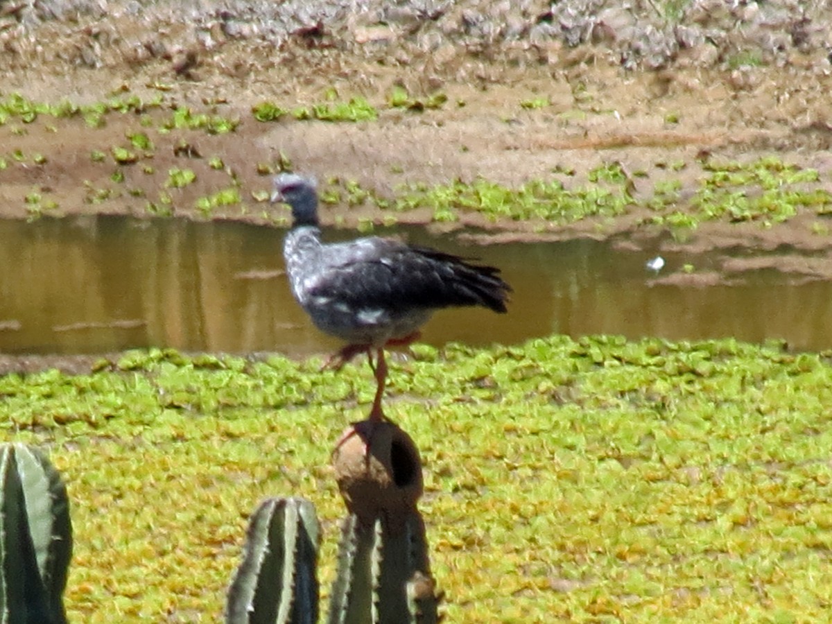 Southern Screamer - ML517304681