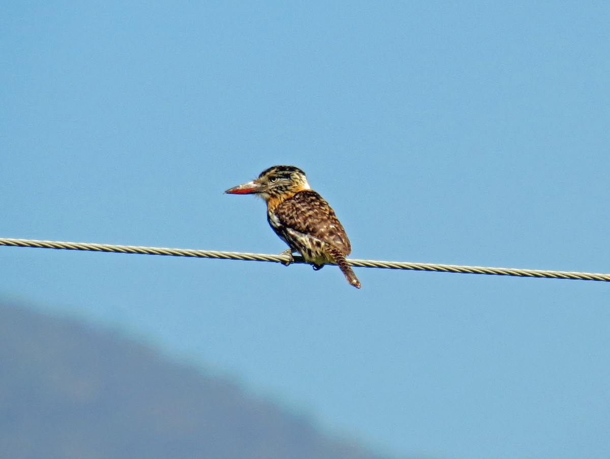 Spot-backed Puffbird - ML517304921