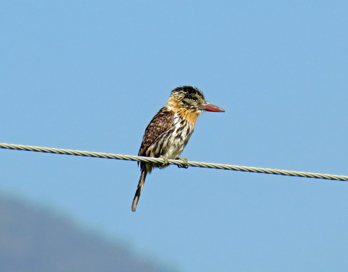 Spot-backed Puffbird - Roger Robb