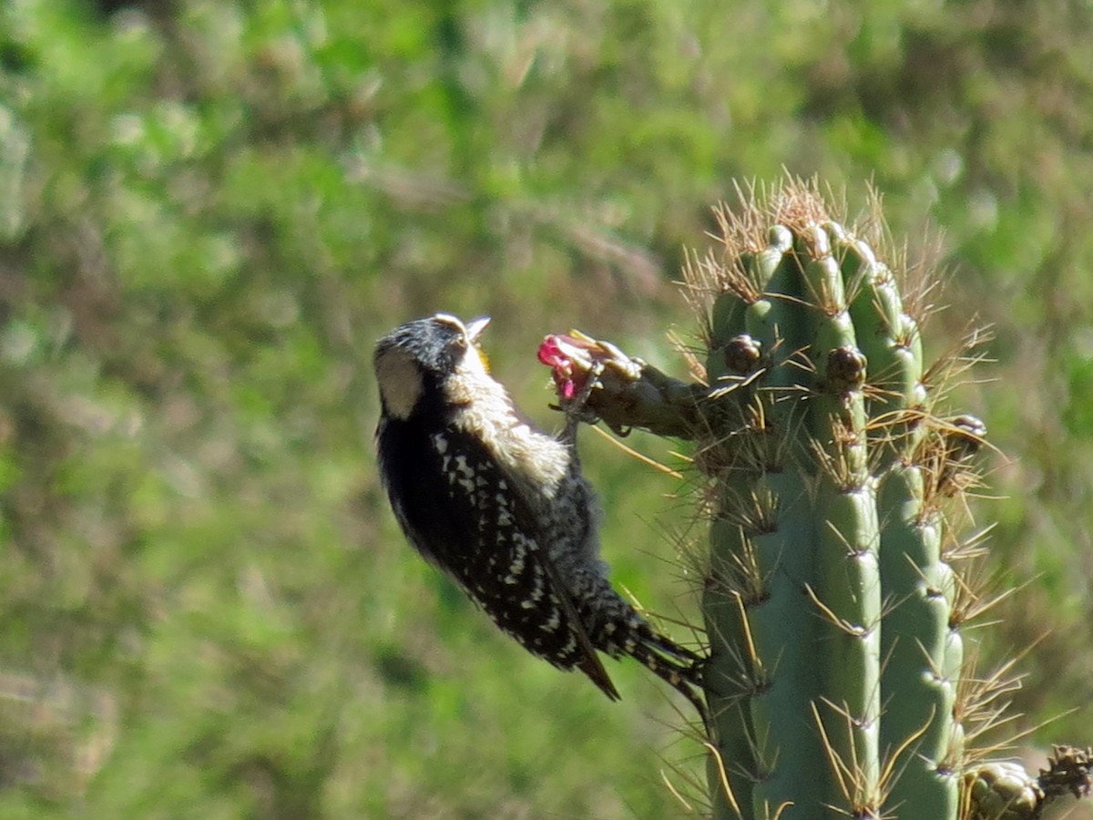 White-fronted Woodpecker - ML517305281