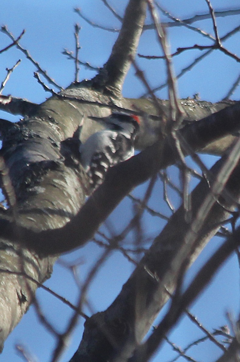 Hairy Woodpecker - cammy kaynor