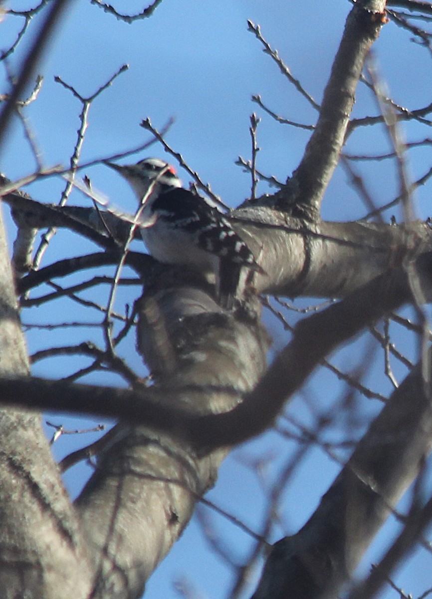 Hairy Woodpecker - cammy kaynor