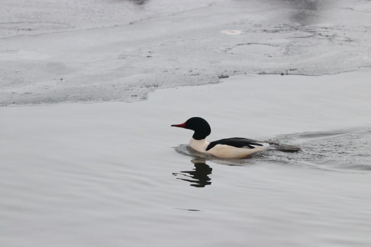 Common Merganser - ML517307781