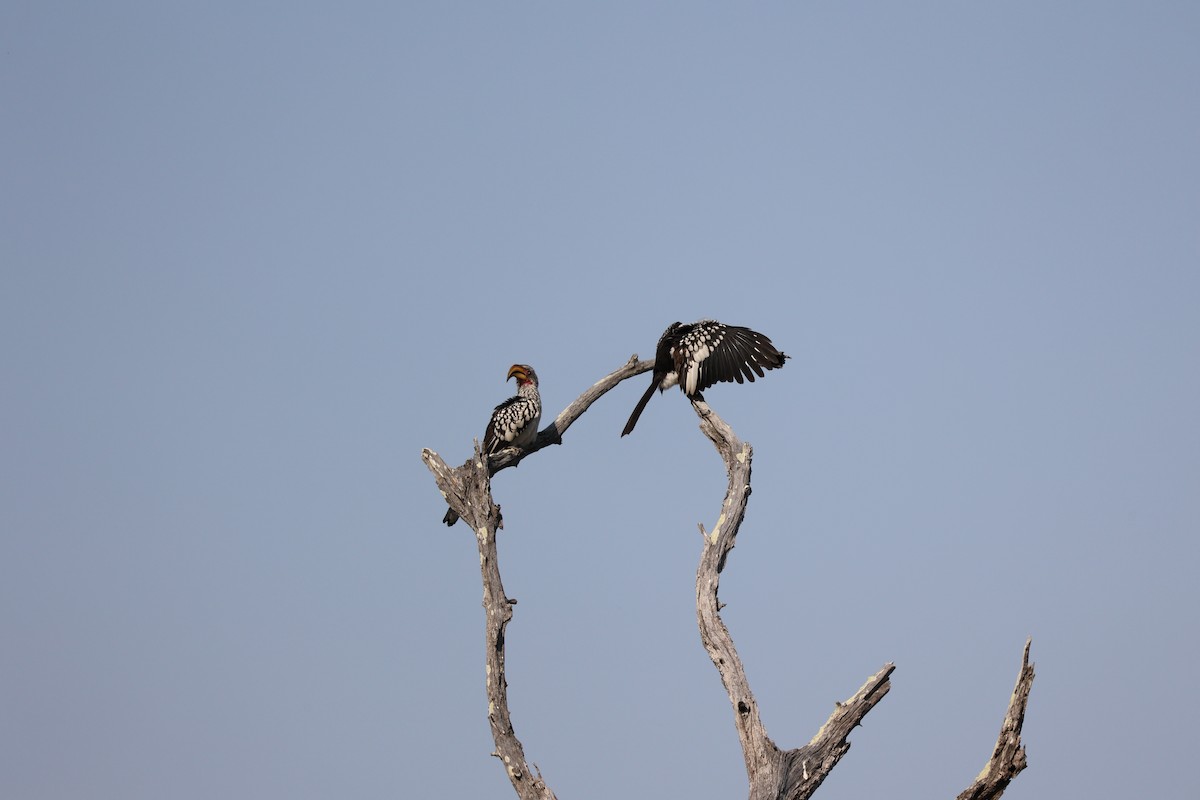 Southern Yellow-billed Hornbill - ML517307991