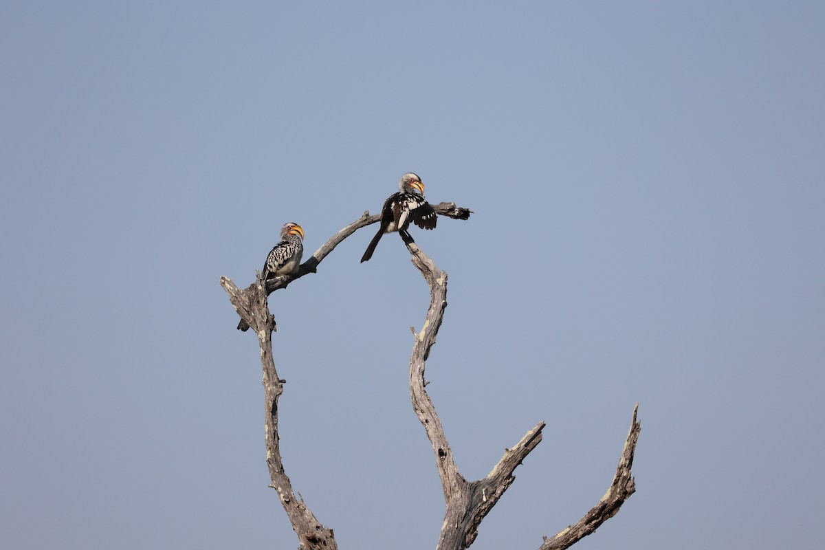 Southern Yellow-billed Hornbill - ML517308061