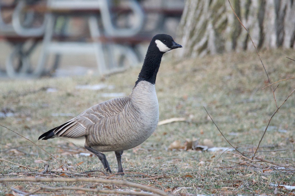 Cackling Goose - ML517308091