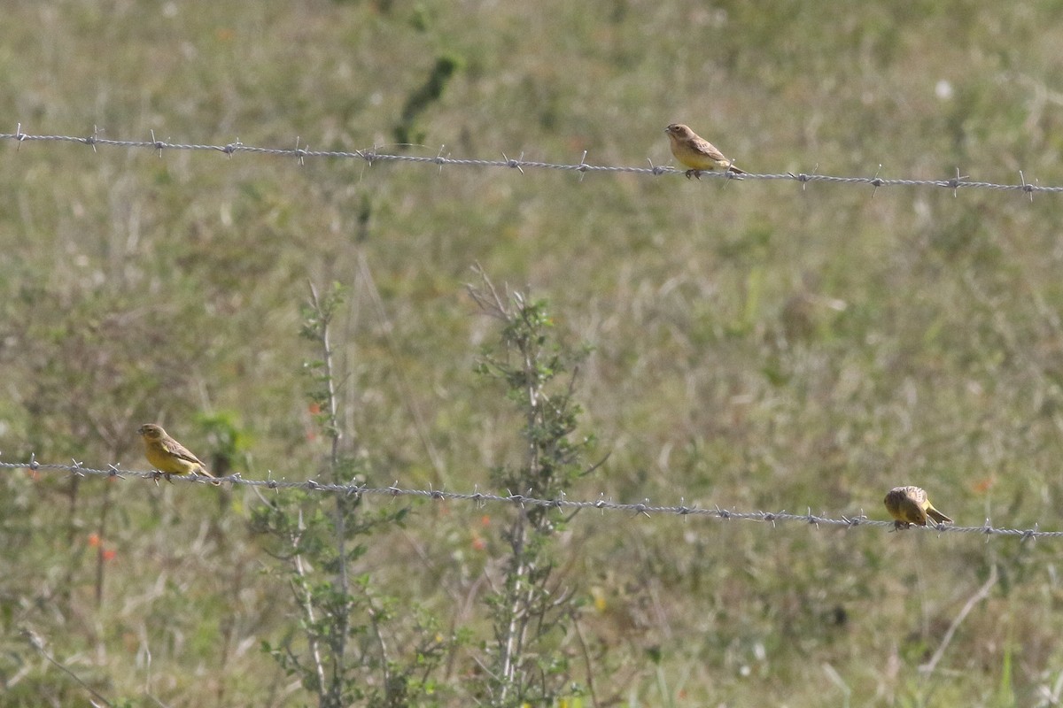 Grassland Yellow-Finch - ML51730851