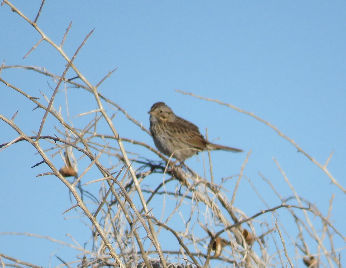 Lincoln's Sparrow - ML51730861