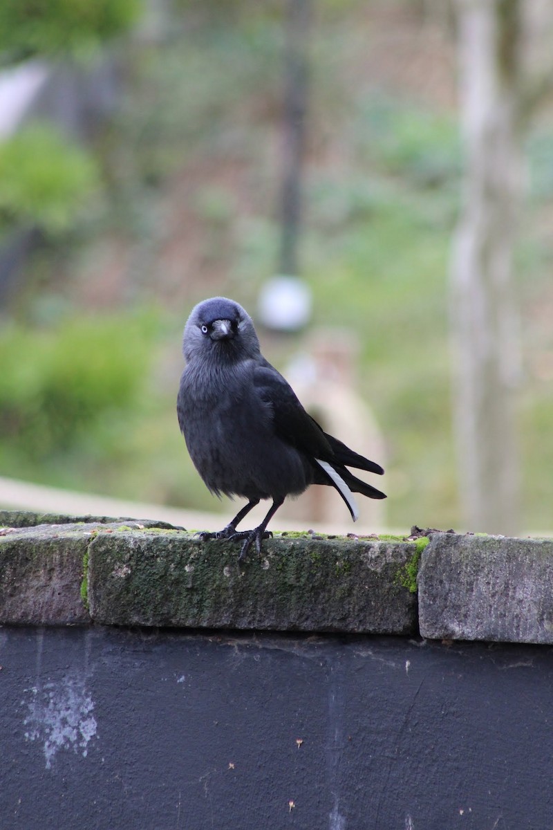 Eurasian Jackdaw - ML517309291