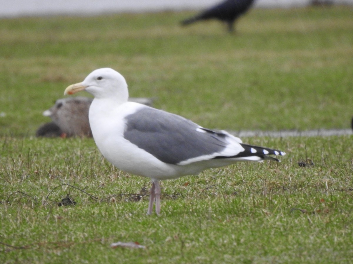 Western Gull - Peyton Cook