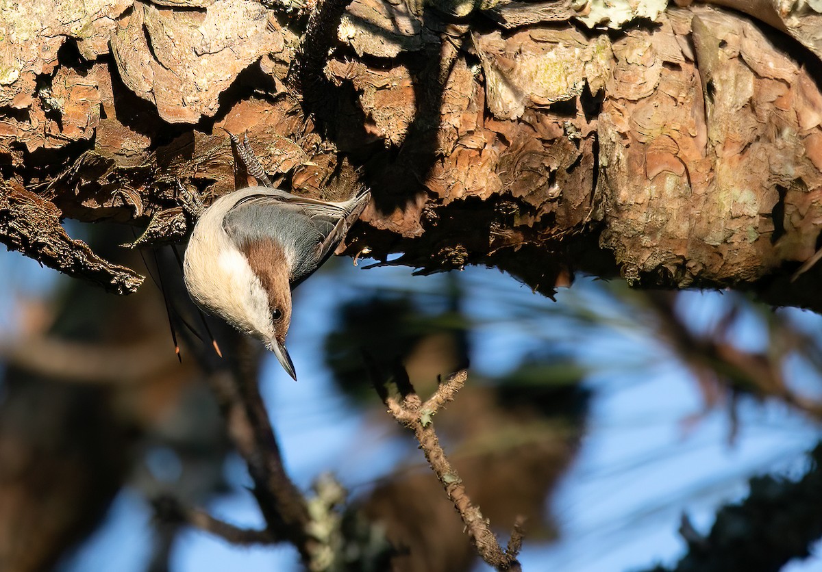 Brown-headed Nuthatch - ML517311081