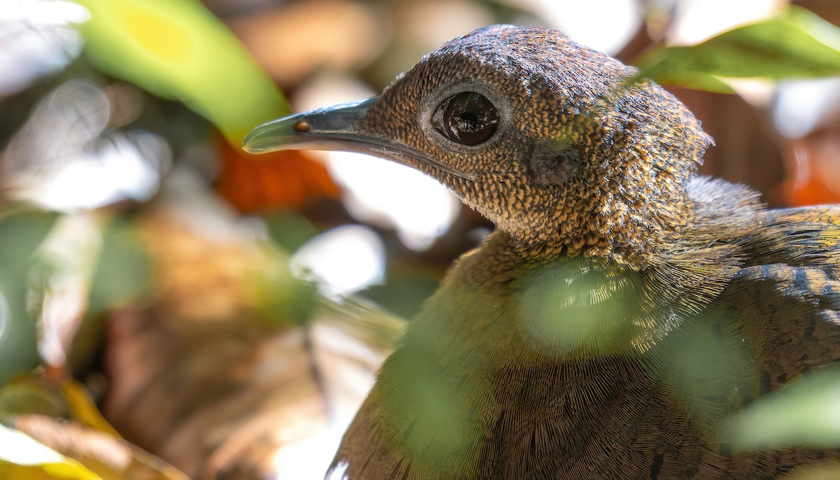 Great Tinamou - Connor Cochrane