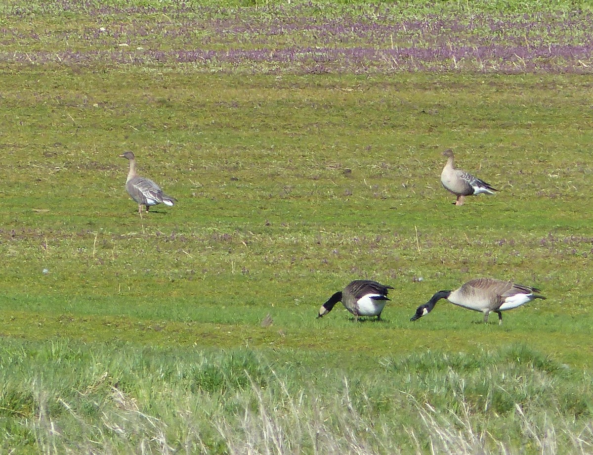 Pink-footed Goose - ML51731391