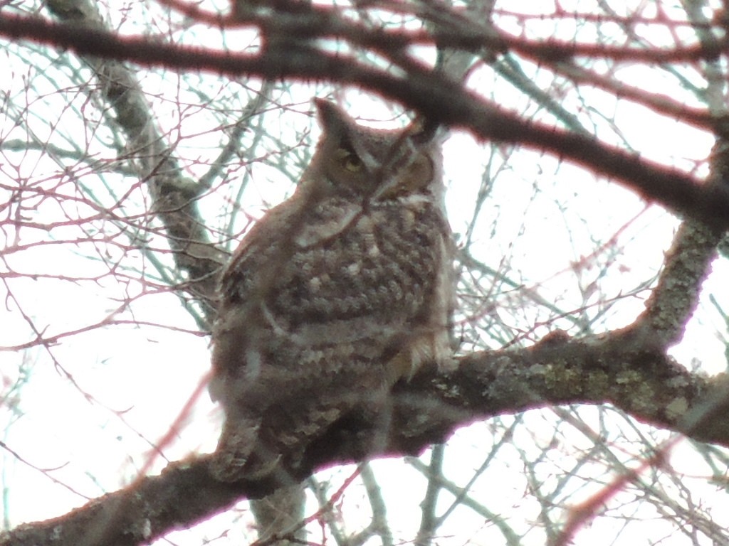 Great Horned Owl - ML51731401