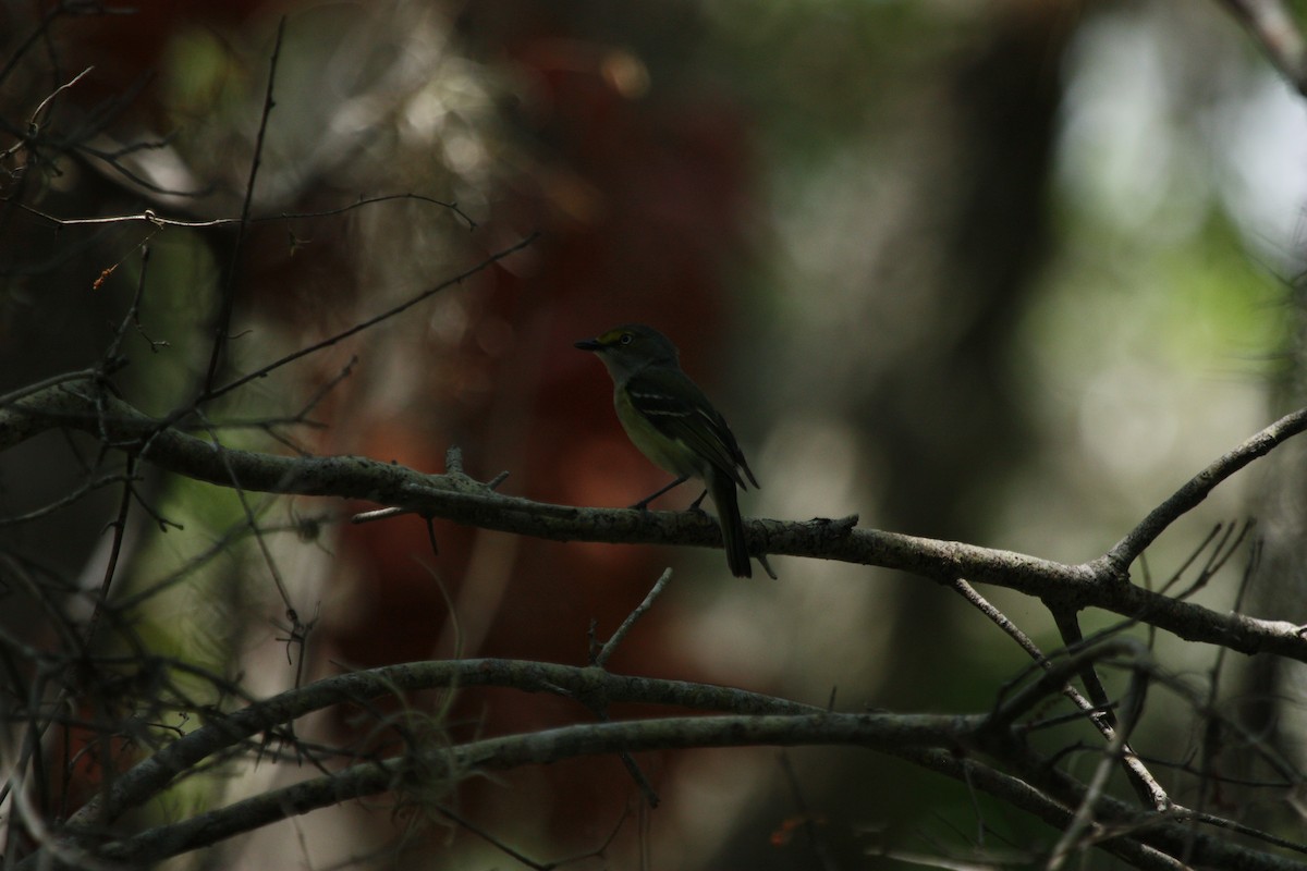 Ak Gözlü Vireo - ML517314401