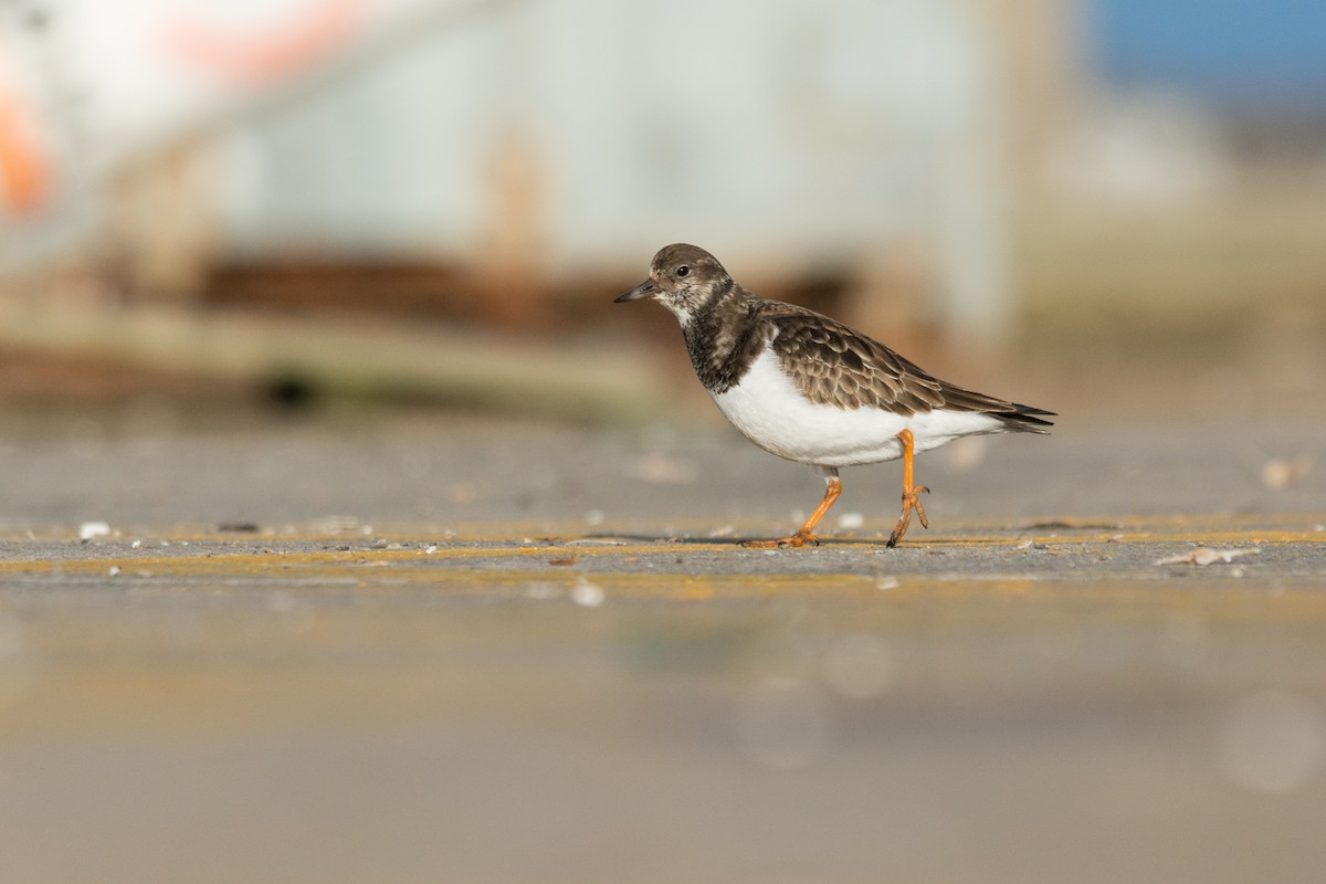 Ruddy Turnstone - ML517315911