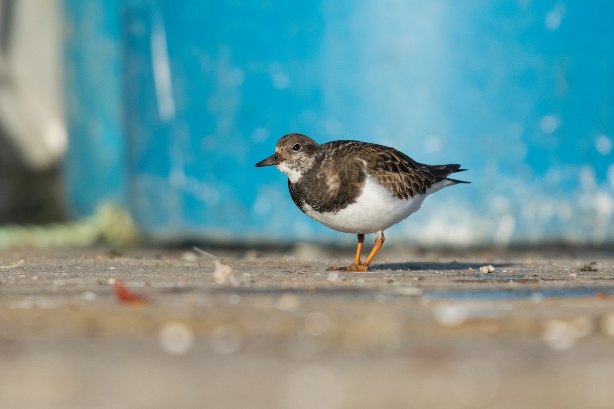 Ruddy Turnstone - ML517315931