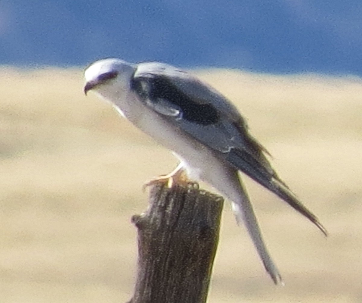 White-tailed Kite - Susan Patla