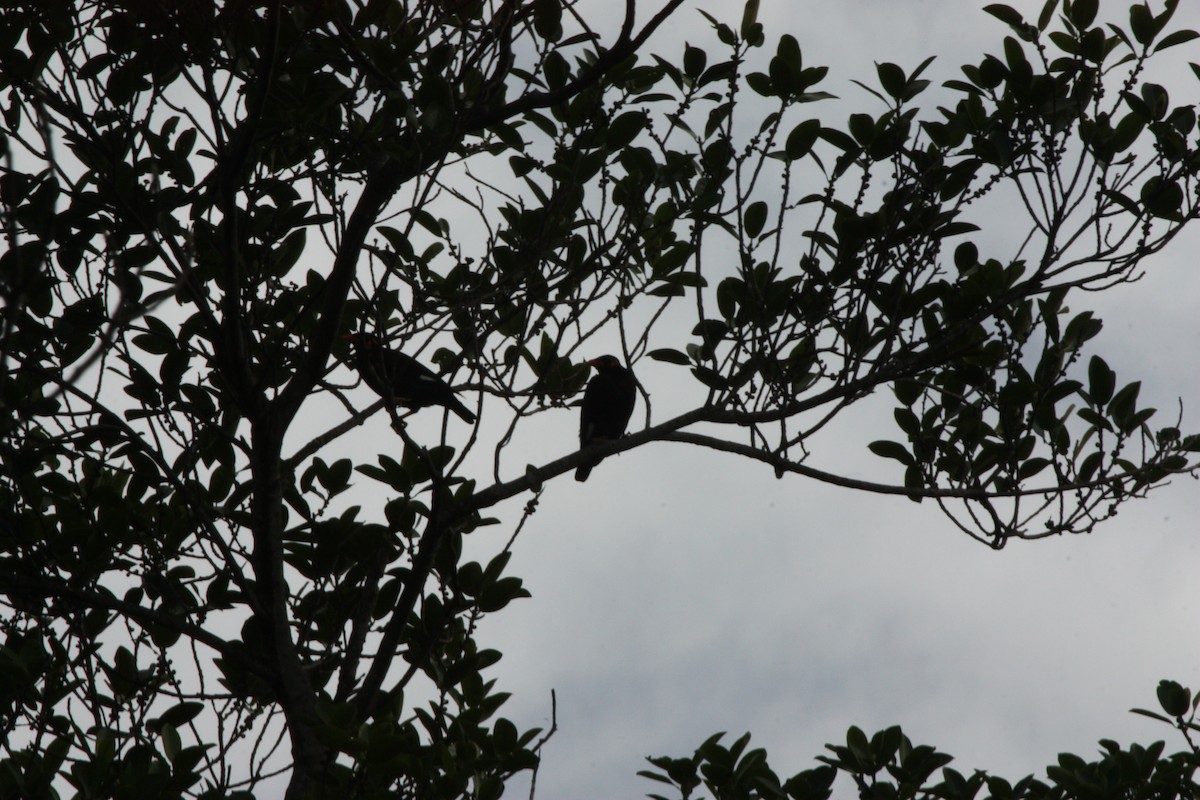 Common Hill Myna - ML517317021