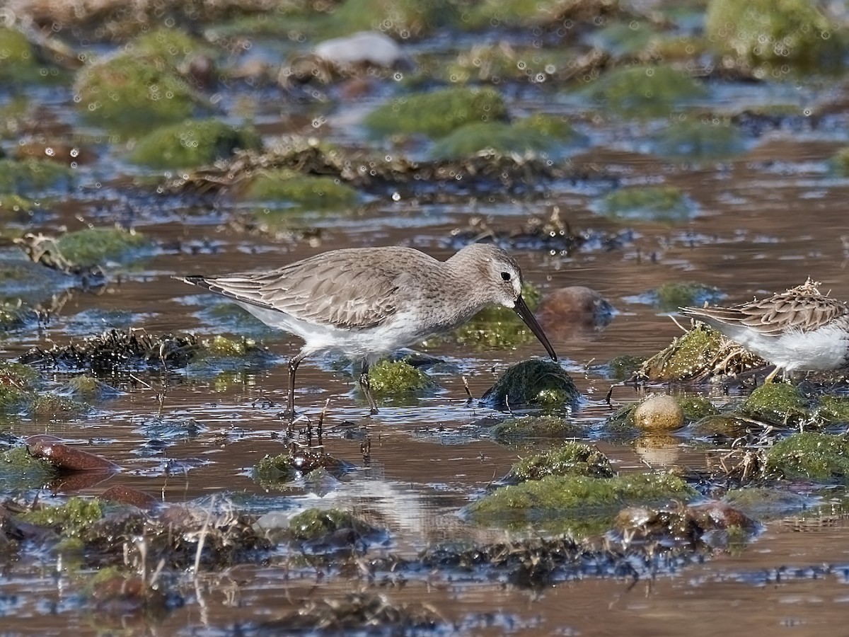 黑腹濱鷸 - ML517317581