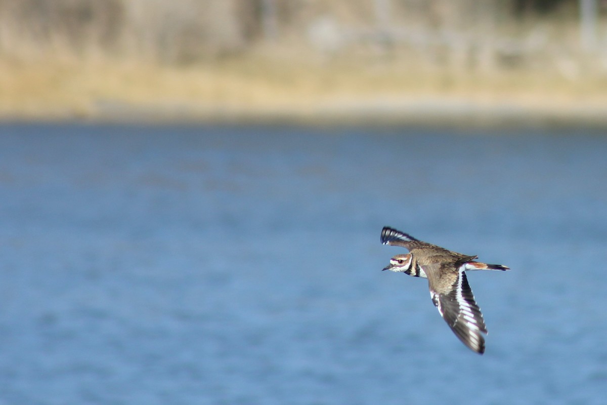 Killdeer - ML517317941