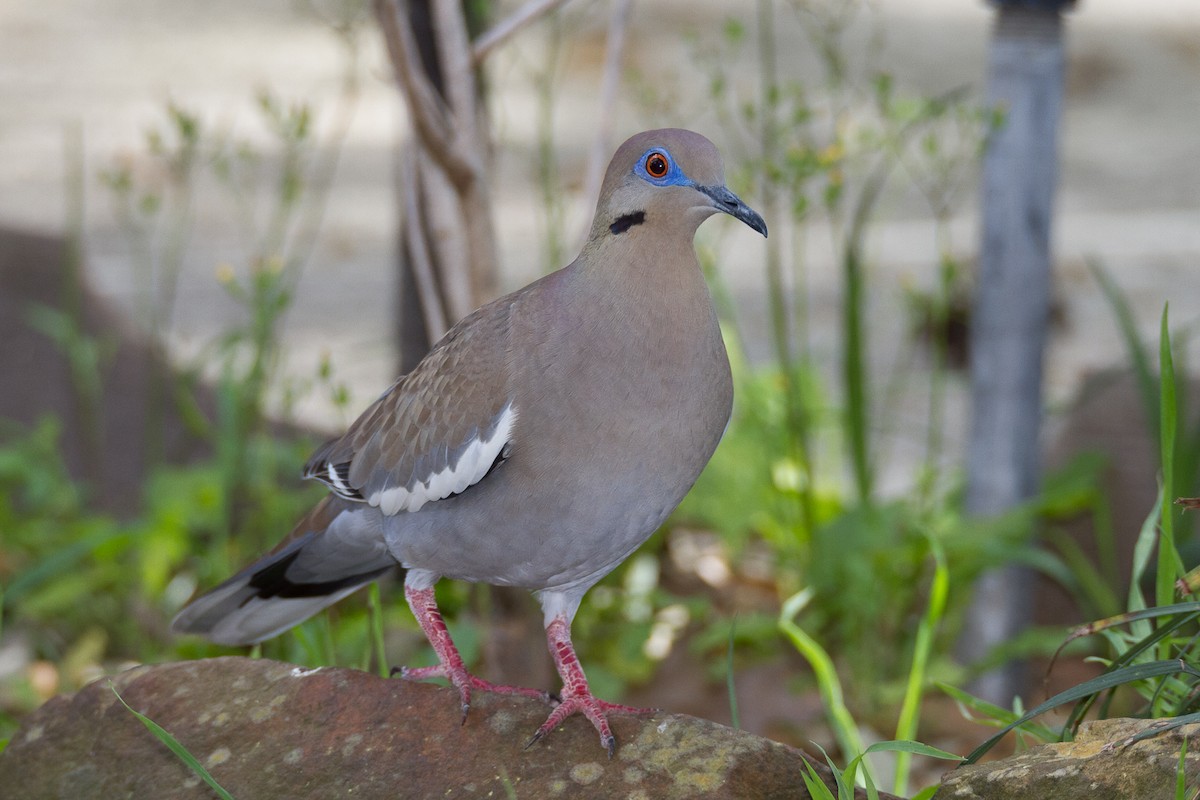 White-winged Dove - Terry Woodward