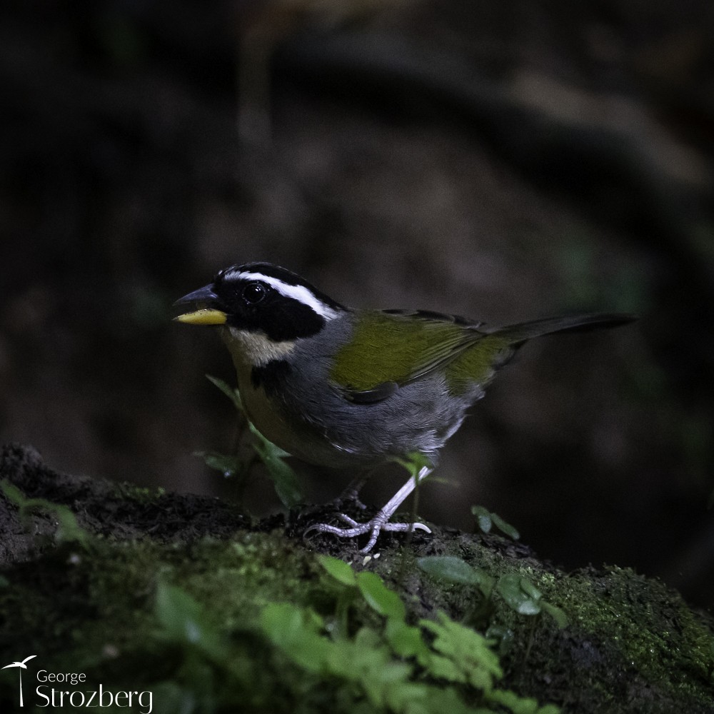 Half-collared Sparrow - George Strozberg