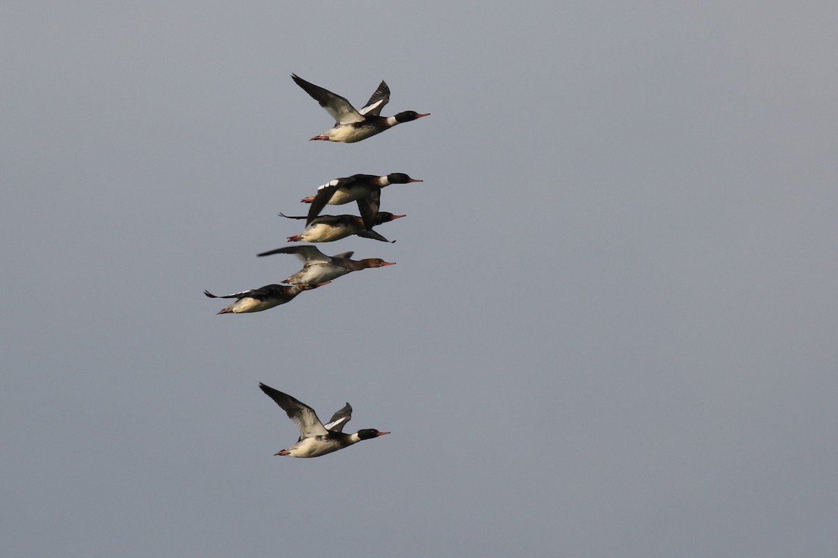 Red-breasted Merganser - ML517320761