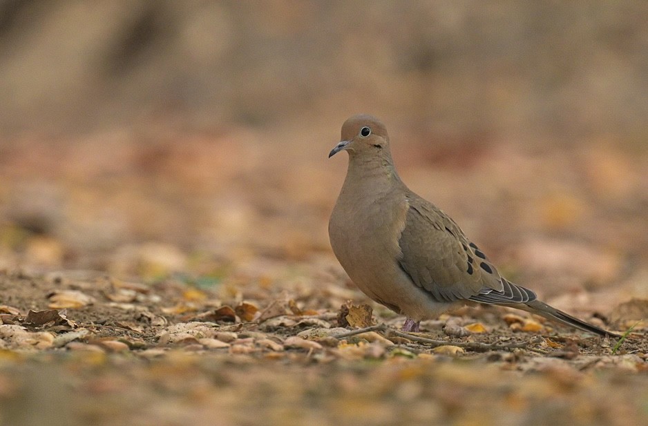 Mourning Dove - Sandhya Pindi