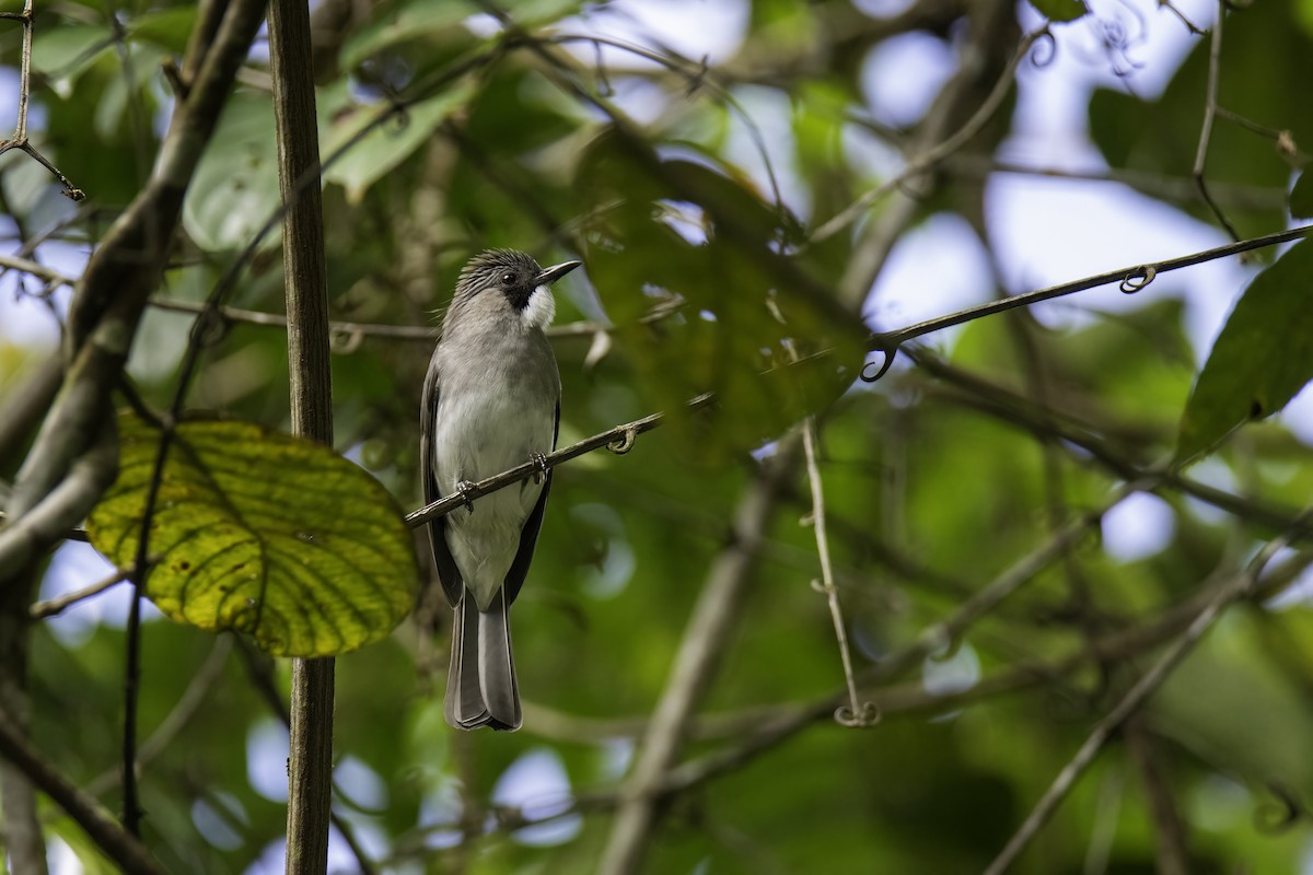 Cinereous Bulbul - Rick Bowers