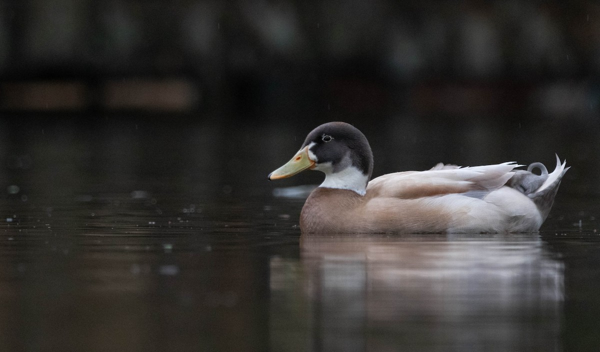 Mallard (Domestic type) - ML517324231