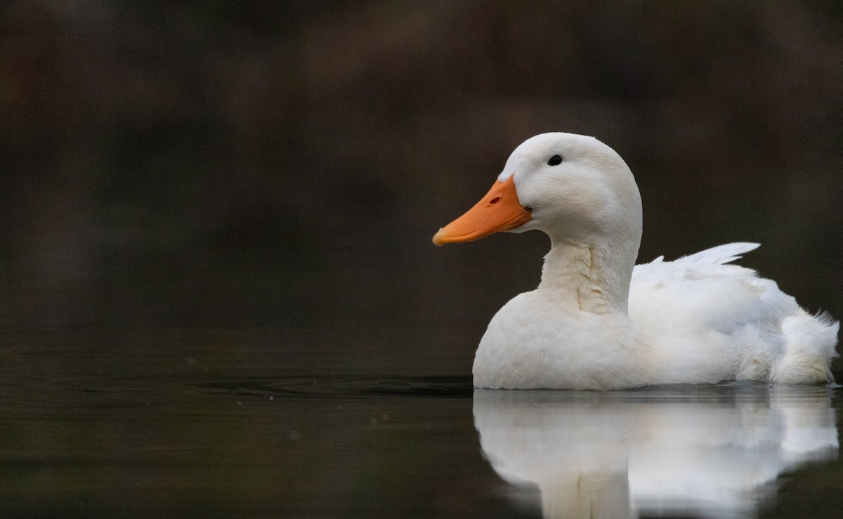 Mallard (Domestic type) - ML517324241