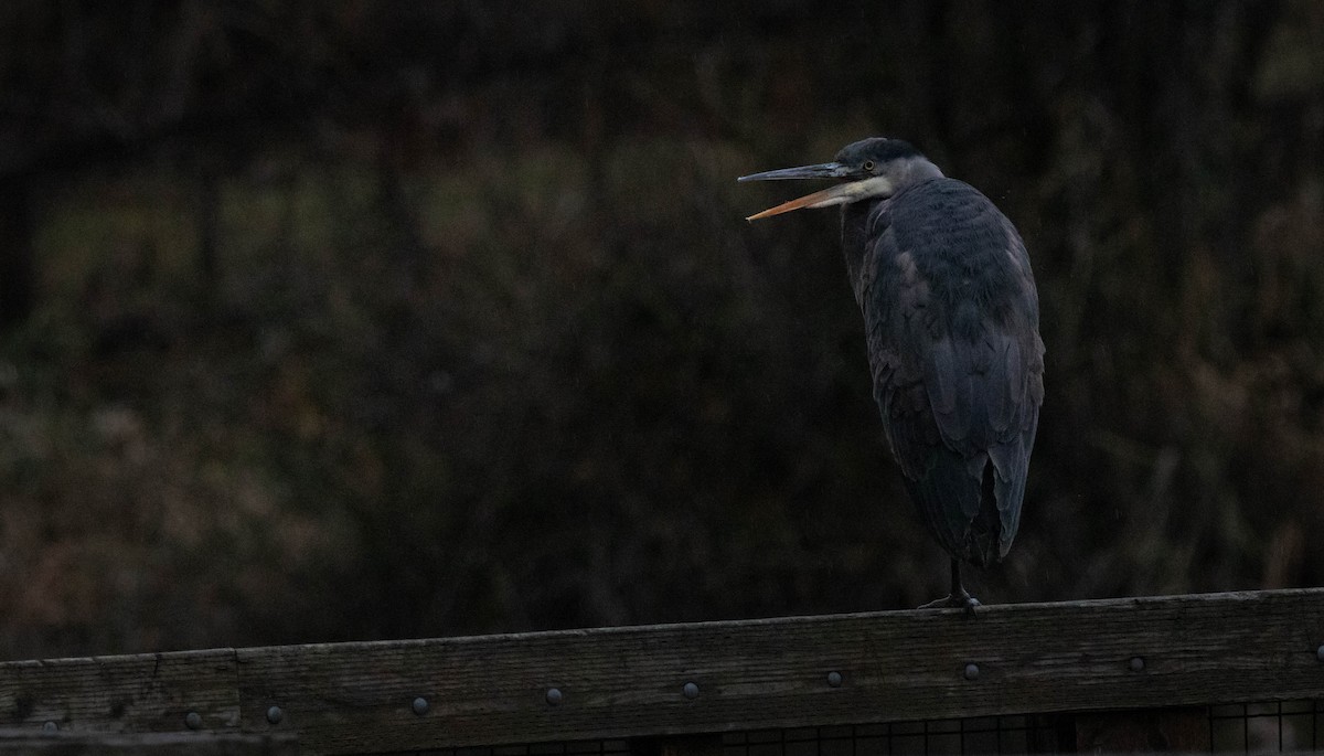 Great Blue Heron - ML517324261
