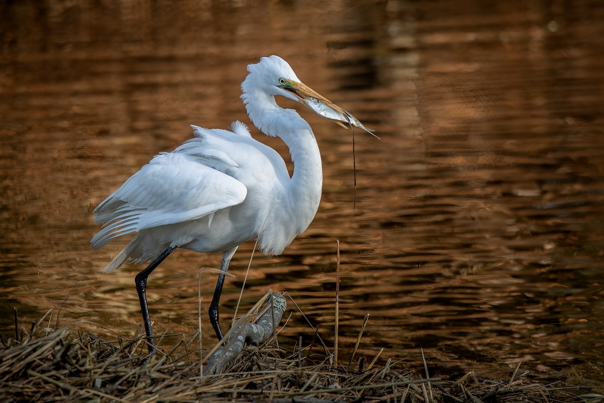 Great Egret - ML517324341